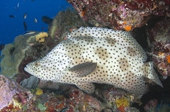 Barramundi Cod (Cromileptes altivelis)