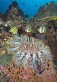 Crown Of Thorns Starfish (Acanthaster planci) Crown Of Thorns Starfish (Acanthaster planci)