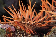 Crown Of Thorns Starfish (Acanthaster planci)
