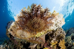 Crown Of Thorns Sea Stars (Acanthaster planci) Crown Of Thorns Sea Stars (Acanthaster planci)