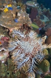 Crown Of Thorns Starfish (Acanthaster planci) Crown Of Thorns Starfish (Acanthaster planci)