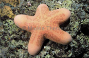 Sea Star (Choriaster granulatus) Sea Star (Choriaster granulatus)