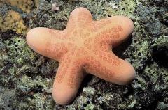 Sea Star (Choriaster granulatus)