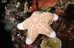 Granular Sea Star (Choriaster granulatus)