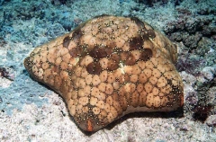 Cushin Sea Star (Culcita schmideliana)