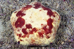 Cushion Sea Star (Culcita novaeguineae) Cushion Sea Star (Culcita novaeguineae)