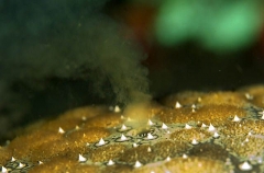 Pin-cushion Sea Star (Culcita novaguinea) Pin-cushion Sea Star (Culcita novaguinea)