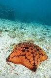 Cushion Sea Star (Culcita coriacea) Cushion Sea Star (Culcita coriacea)