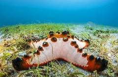 Knobby Sea Star (Protoreaster nodosus) Knobby Sea Star (Protoreaster nodosus)