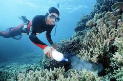 Diver spreading cyanide on coral reef while collecting fish for aquarium trade.
