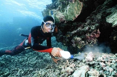 Diver spreading cyanide on coral reef while collecting fish for aquarium trade.
