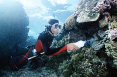 Diver spreading cyanide on coral reef while collecting fish for aquarium trade.