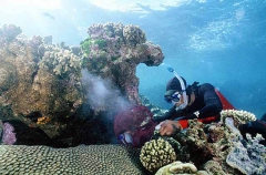 Diver spreading cyanide on coral reef while collecting fish for aquarium trade.