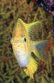 Golden Damsel (Amblyglyphidodon aureus) Golden Damsel (Amblyglyphidodon aureus)