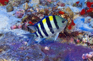 Indo-pacific Sergeant (Abudefduf vaigiensis)