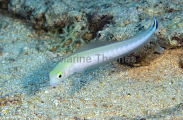 Flagtail Blanquillo (Malacanthus brevirostris) Flagtail Blanquillo (Malacanthus brevirostris)