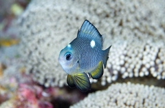 Three-spot Dascyllus (Dascyllus trimaculatus) Three-spot Dascyllus (Dascyllus trimaculatus)