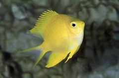 Golden Damsel (Amblyglyphidodon aureus) Golden Damsel (Amblyglyphidodon aureus)