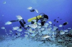 Indo-pacific Sergeants (Abudefduf vaigiensis) Indo-pacific Sergeants (Abudefduf vaigiensis)