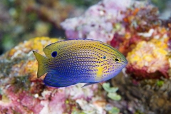 Princess Damsel (Pomacentrus vaiuli) Princess Damsel (Pomacentrus vaiuli)