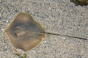Red Stingray (Dasyatis akajei) Red Stingray (Dasyatis akajei)
