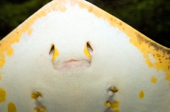 Red Stingray (Dasyatis akejei)