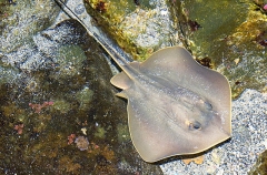 Red Stingray (Dasyatis akajei) Red Stingray (Dasyatis akajei)