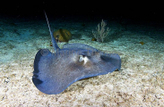 Southern Stingray (Dasyatis americana) Southern Stingray (Dasyatis americana)