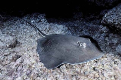 Southern Stingray (Dasyatis americana) Southern Stingray (Dasyatis americana)