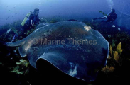 Smooth Stingray (Dasyatis brevicaudata) Smooth Stingray (Dasyatis brevicaudata)