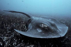 Smooth Stingray (Dasyatis brevicaudata)