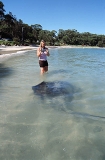 Smooth Stingray (Dasyatis brevicaudata) Smooth Stingray (Dasyatis brevicaudata)
