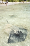 Smooth Stingray (Dasyatis brevicaudata) Smooth Stingray (Dasyatis brevicaudata)