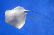Estuary Stingray (Dasyatis fluviorum) Estuary Stingray (Dasyatis fluviorum)