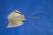 Estuary Stingray (Dasyatis fluviorum) Estuary Stingray (Dasyatis fluviorum)