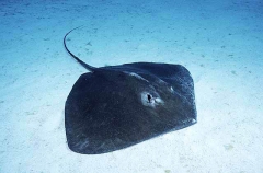 Estuary Stingray (Dasyatis fluviorum)