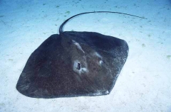 Estuary Stingray (Dasyatis fluviorum)