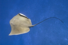 Estuary Stingray (Dasyatis fluviorum) Estuary Stingray (Dasyatis fluviorum)