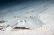 Blue-spotted Maskray (Neotrygon kuhlii) Blue-spotted Maskray (Neotrygon kuhlii)