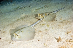 Blue-spotted Maskrays (Neotrygon kuhlii) Blue-spotted Maskrays (Neotrygon kuhlii)