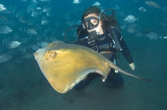 Common Stingray (Dasyatis pastinaca) Common Stingray (Dasyatis pastinaca)