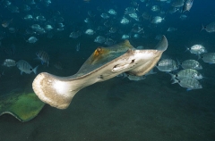 Common Stingray (Dasyatis pastinaca) Common Stingray (Dasyatis pastinaca)