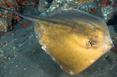 Common Stingray (Dasyatis pastinaca) Common Stingray (Dasyatis pastinaca)