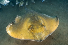Common Stingray (Dasyatis pastinaca) Common Stingray (Dasyatis pastinaca)