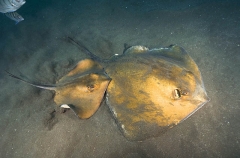 Common Stingrays (Dasyatis pastinaca) Common Stingrays (Dasyatis pastinaca)
