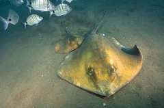 Common Stingrays (Dasyatis pastinaca) Common Stingrays (Dasyatis pastinaca)