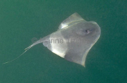 Pelagic Stingray (Dasyatis violacea) Pelagic Stingray (Dasyatis violacea)
