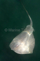 Pelagic Stingray (Dasyatis violacea) Pelagic Stingray (Dasyatis violacea)