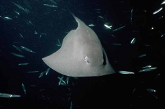 Pelagic Stingray (Dasyatis violacea)