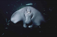 Pelagic Stingray (Dasyatis violacea)